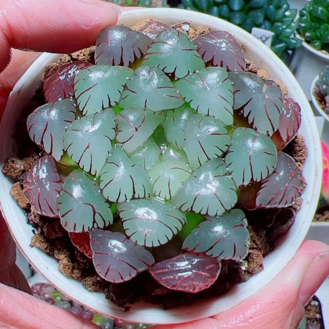 【闪购商品】紫姬玉露