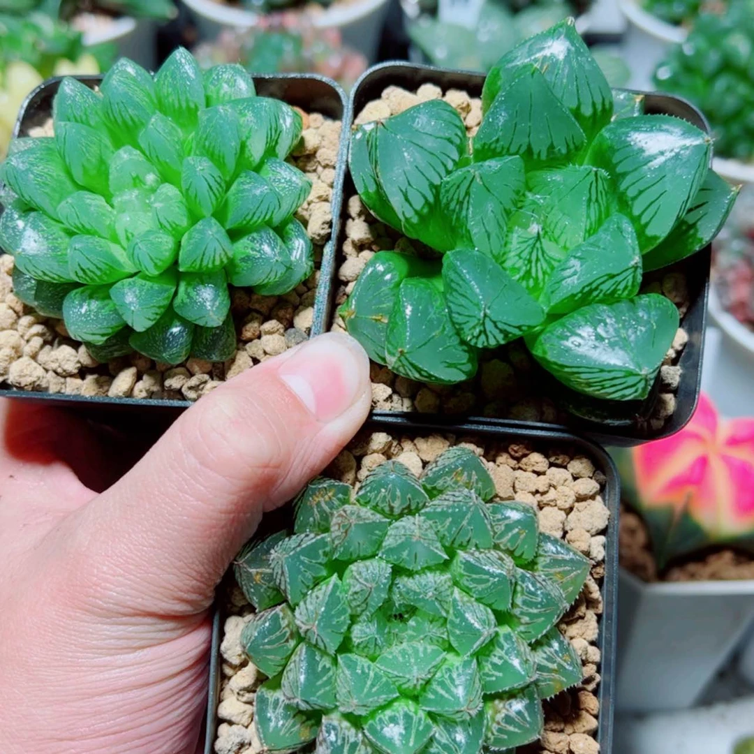 【闪购商品】雪花玉露➕三仙寿➕楼兰玉露
