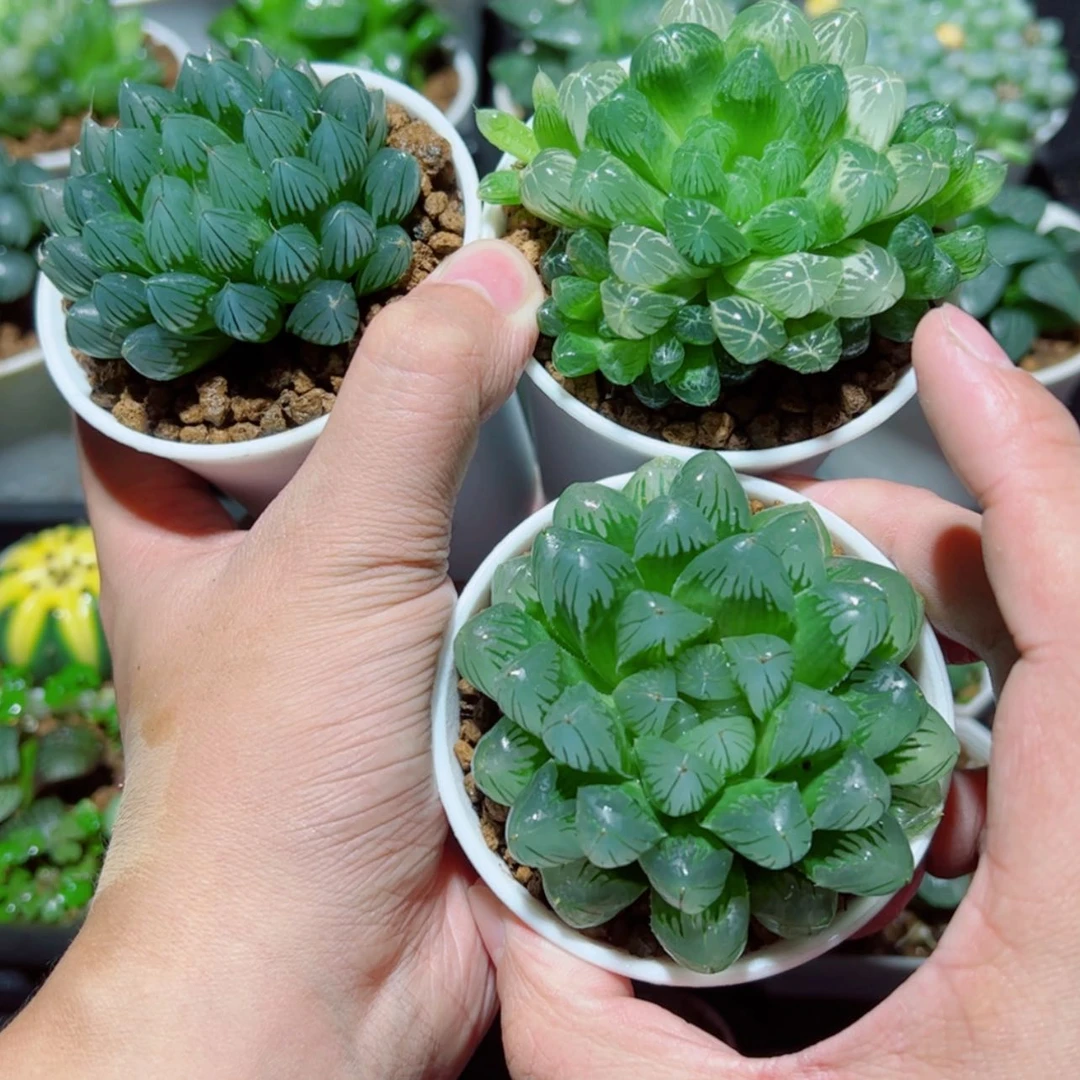 【闪购商品】黑姬➕琥珀➕大头