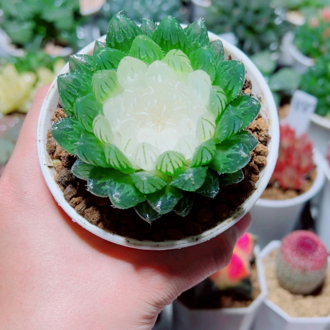 【闪购商品】宝莲灯
