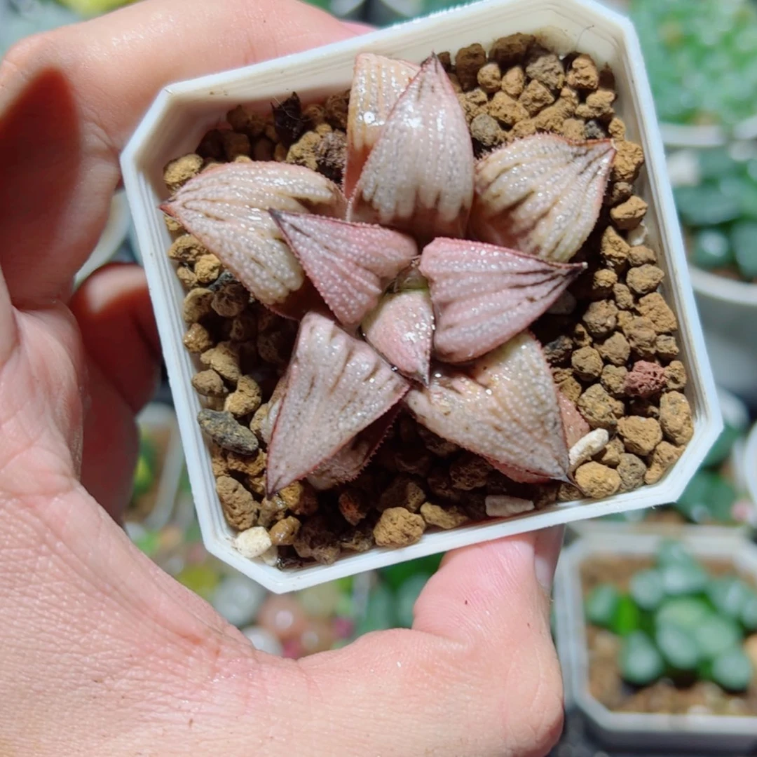 【闪购商品】皇妃多肉