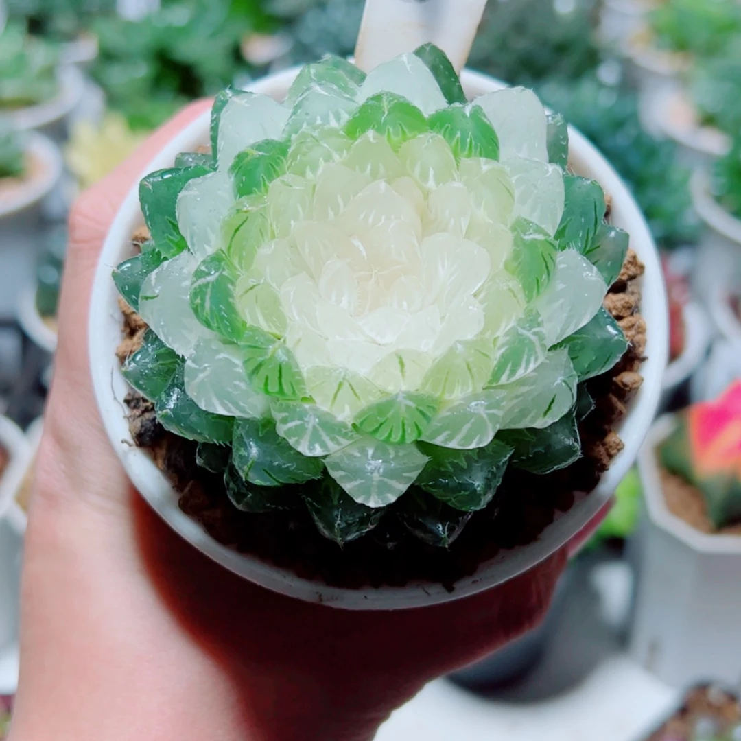 【闪购商品】白莲花