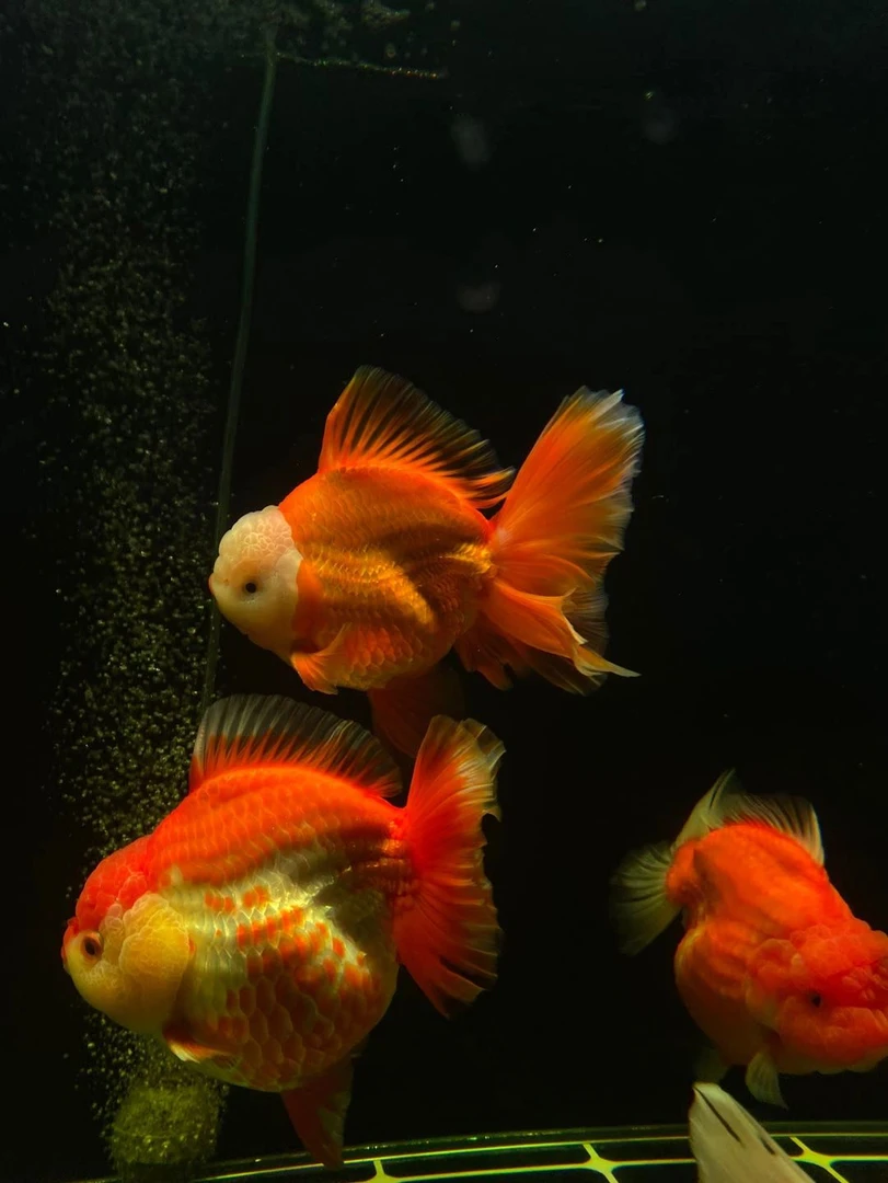 活体金鱼包邮包活到家开箱视频