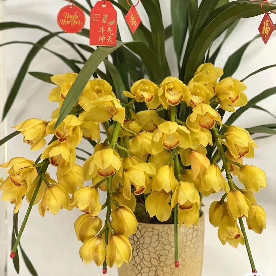 年宵花大花蕙兰【杨贵妃】云南昆明基地直发