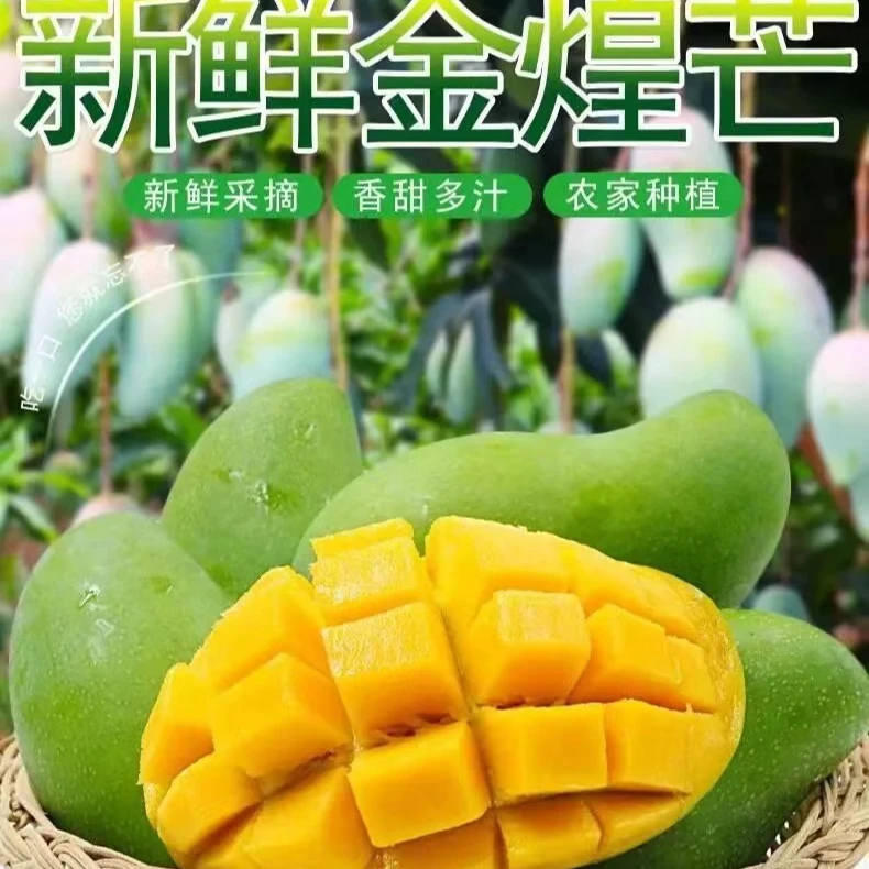 净重8.5斤  金煌芒果  新鲜当季现摘现发  坏果包赔
