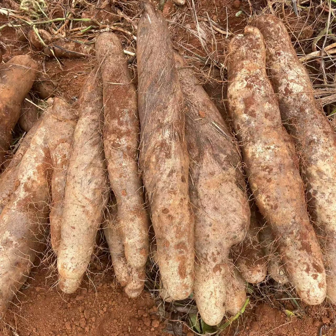 8-9斤 老品种灵芝山药  轻微擦伤，断裂都可以正常食用zm