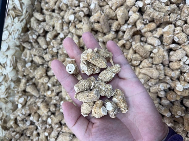 精选泡参(可以泡茶煲汤)