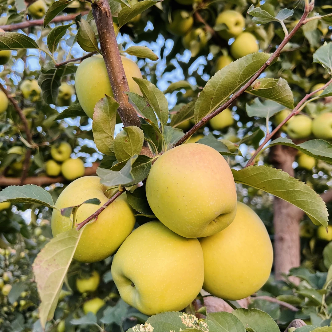 内蒙古河套平原老品种黄元帅苹果5斤/6.5斤 老味道酸酸甜甜