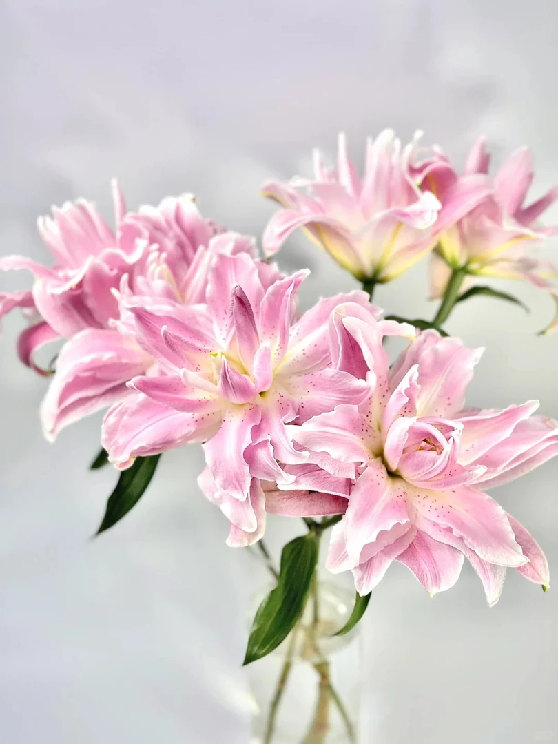 【源头优选】莲花雅致重瓣百合 任意2单鲜花包邮 发货后不支持退款