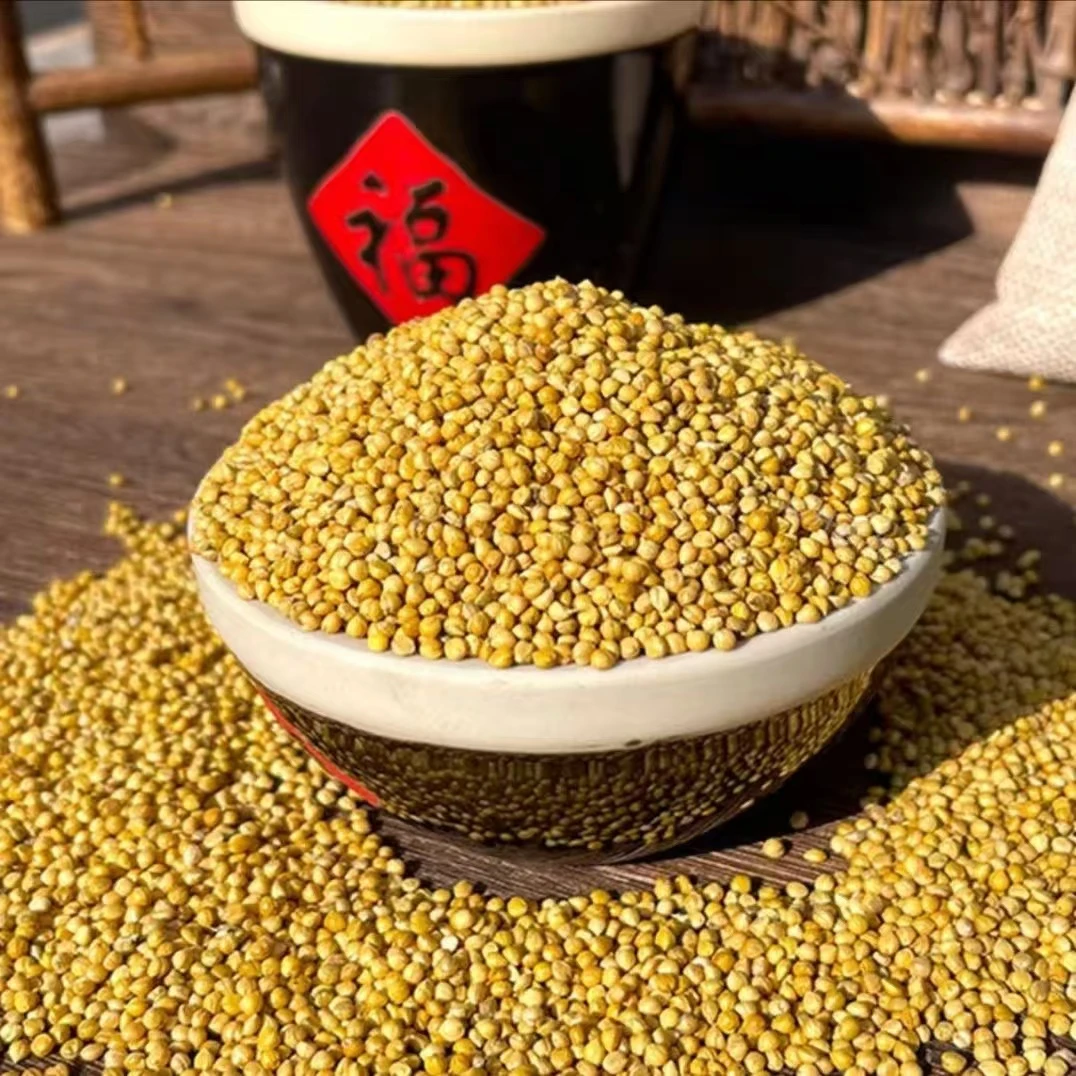 鹦鹉专用带壳黄谷子黄小米鸟粮