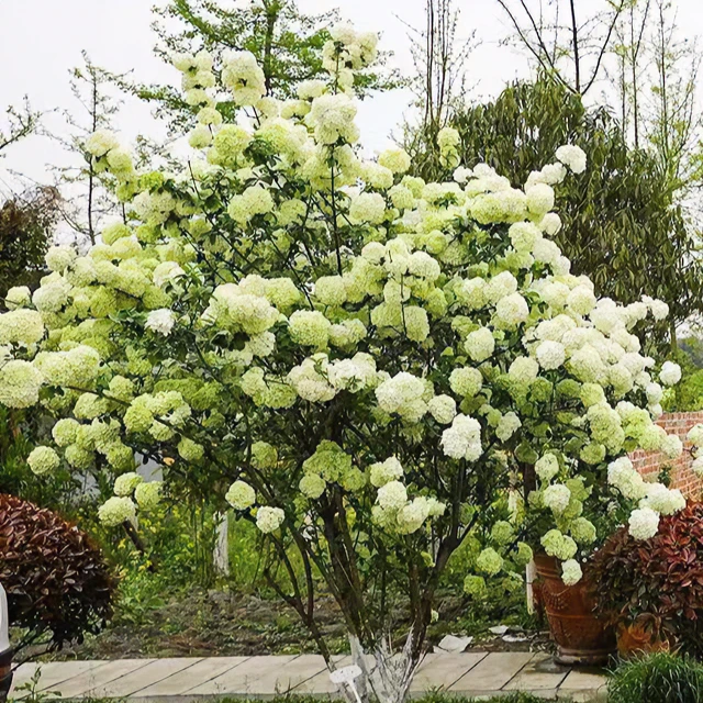 中华木绣球树苗庭院种植爬藤耐寒盆栽风景树绣球花苗园林绿化景观