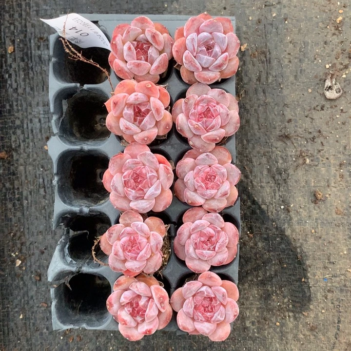 反反复复的感觉真好啊014