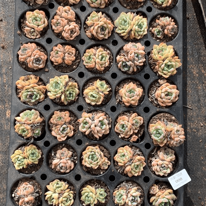 反反复复的感觉真好啊我的天008