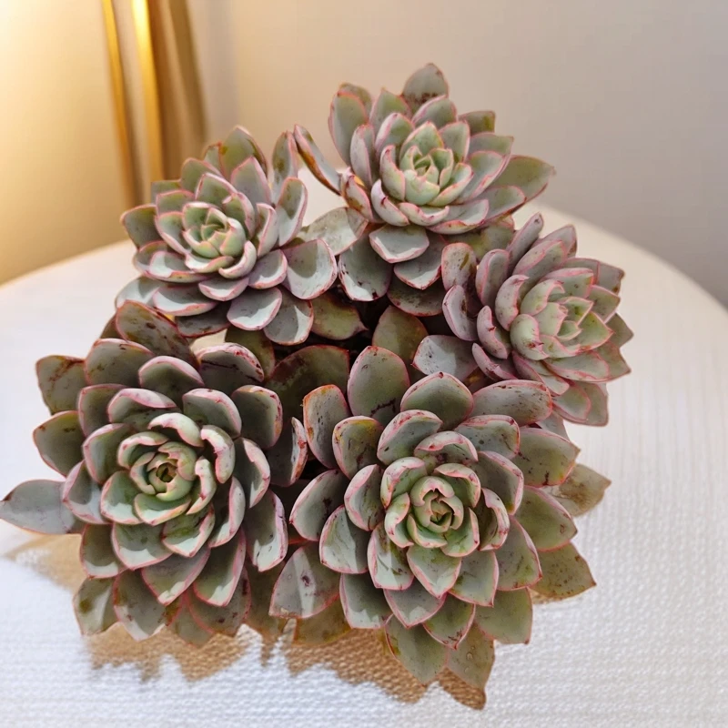 赫拉160#KY  梅子多肉植物好看新手闭眼入阳台庭院一单也包邮