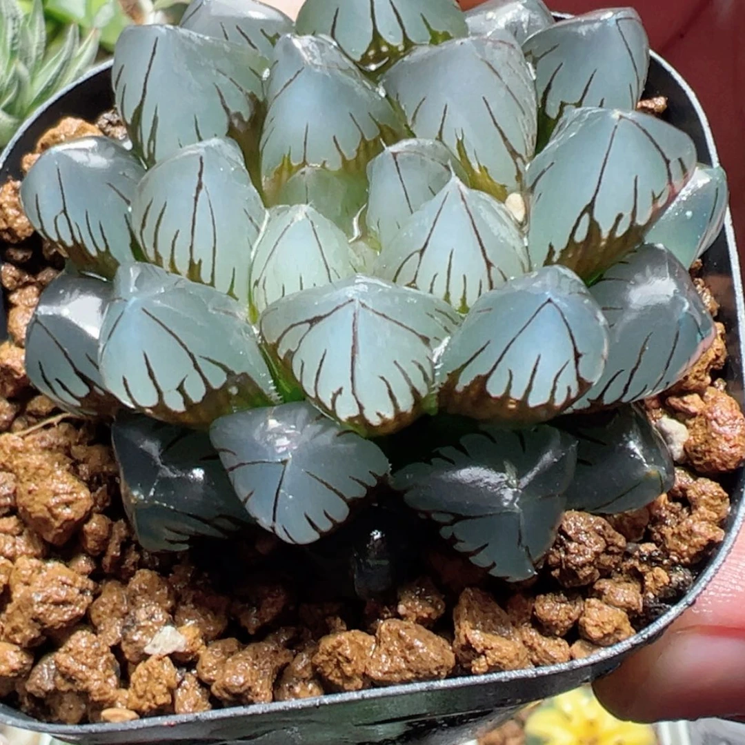 【闪购商品】水晶玉露