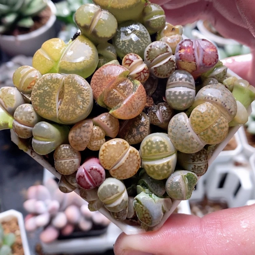 【闪购商品】生石花
