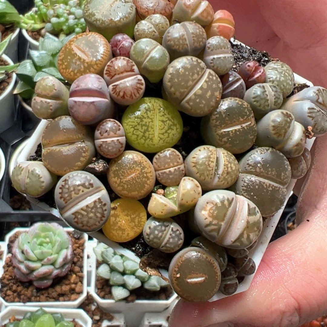 【闪购商品】生石花