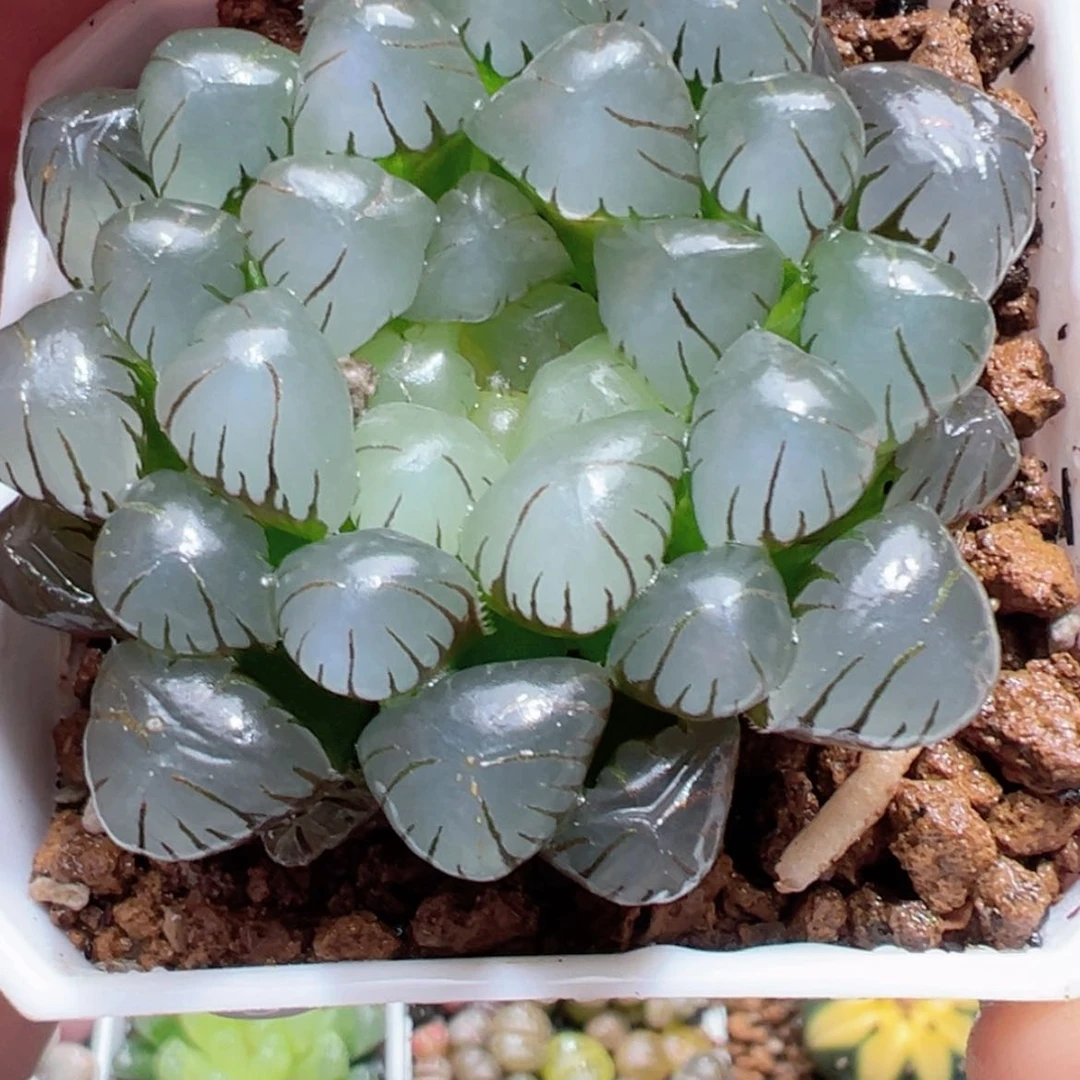 【闪购商品】粉龙珠