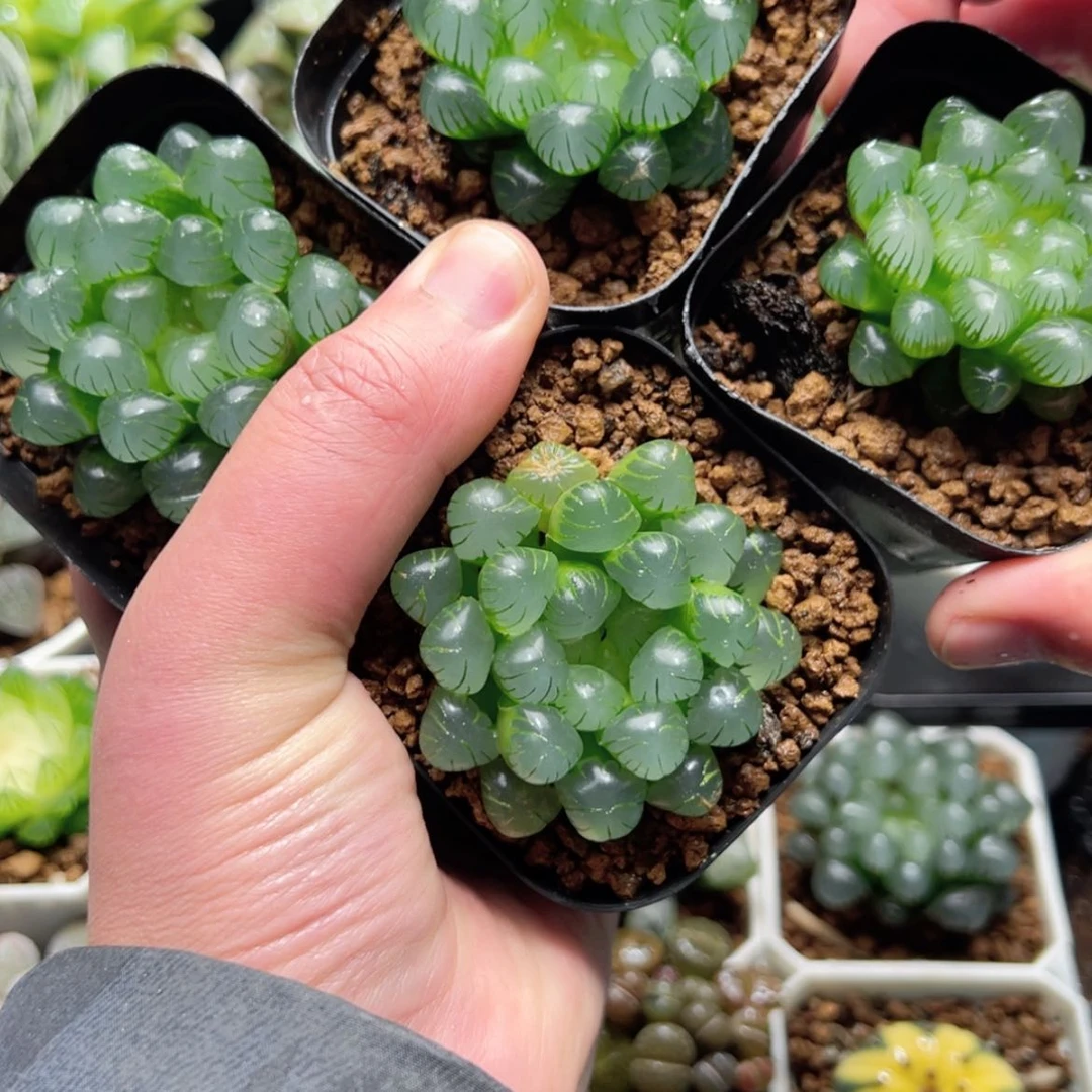 【闪购商品】四盆糯肌