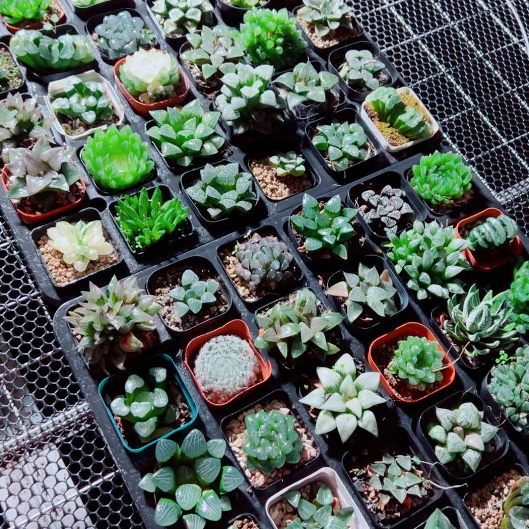 十盆套餐多肉植物