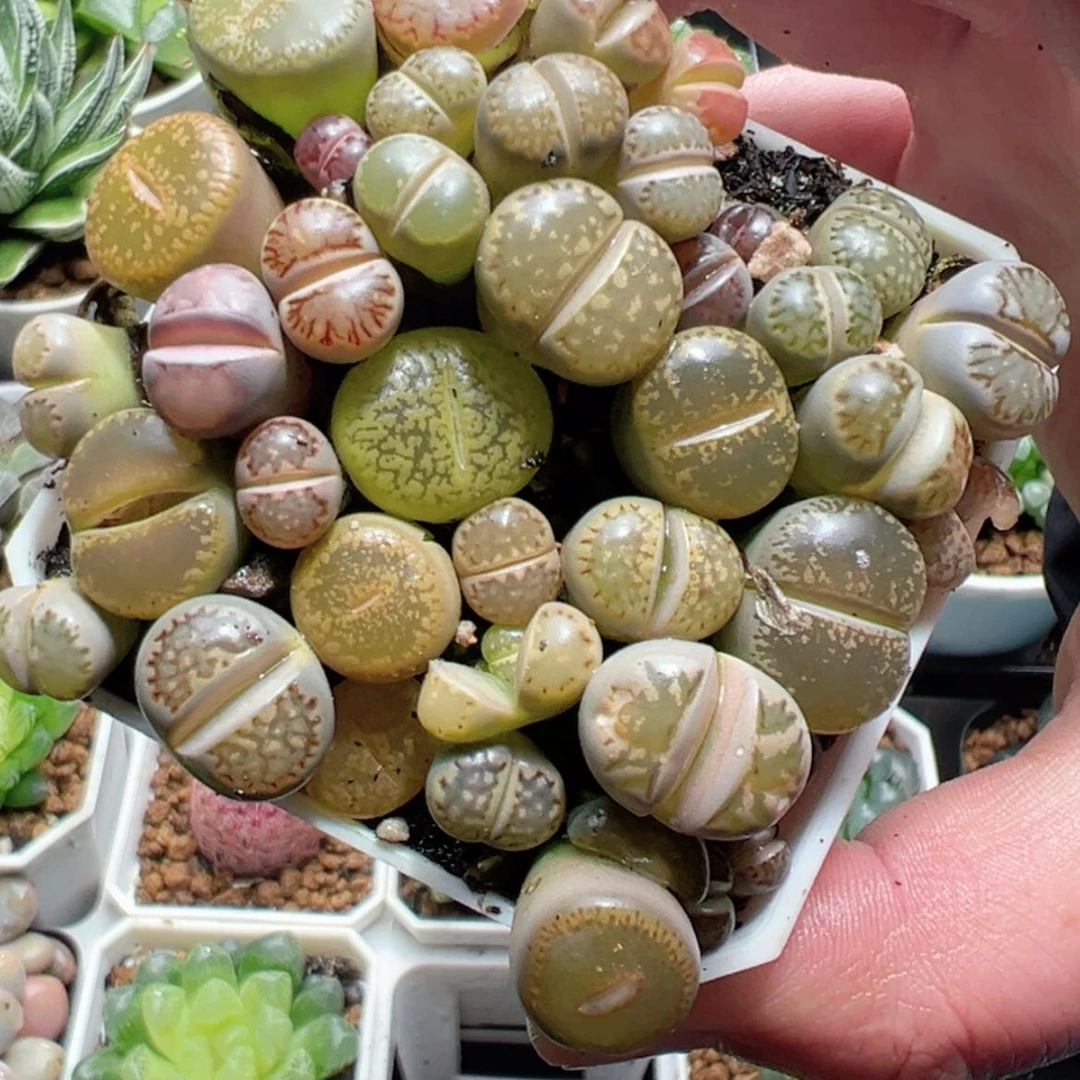 【闪购商品】生石花
