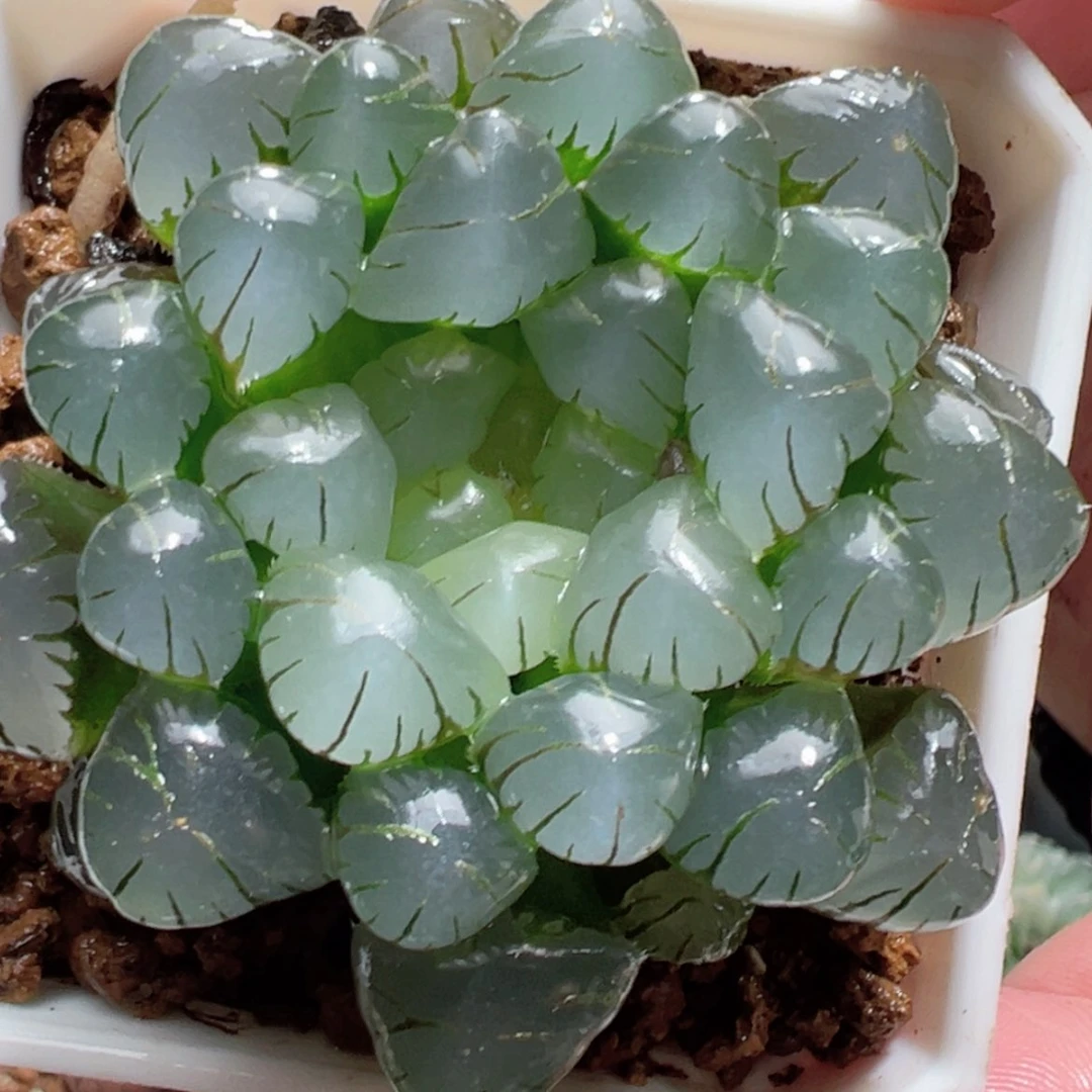 【闪购商品】粉龙珠