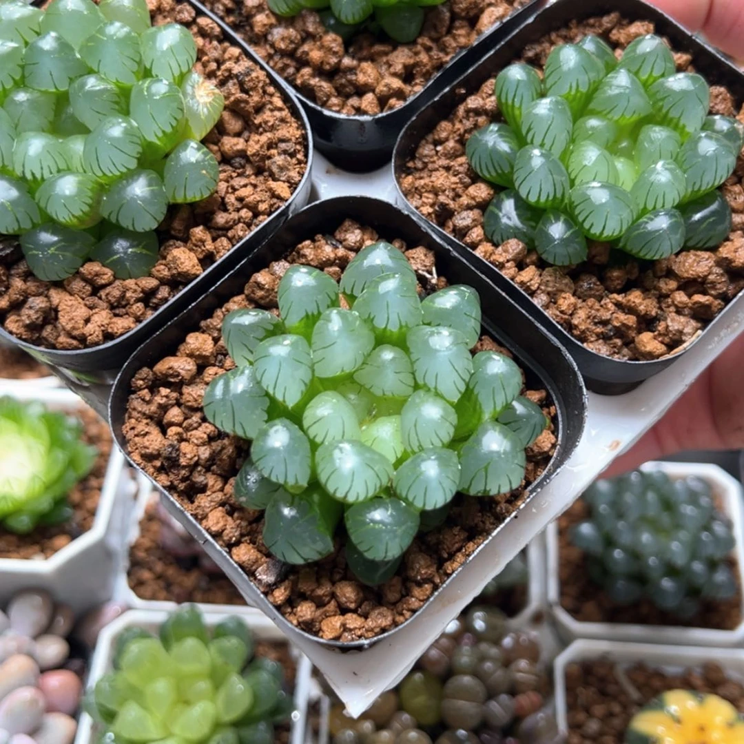 【闪购商品】四盆糯肌