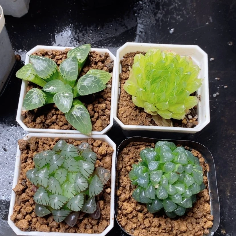 【闪购商品】四盆贵货