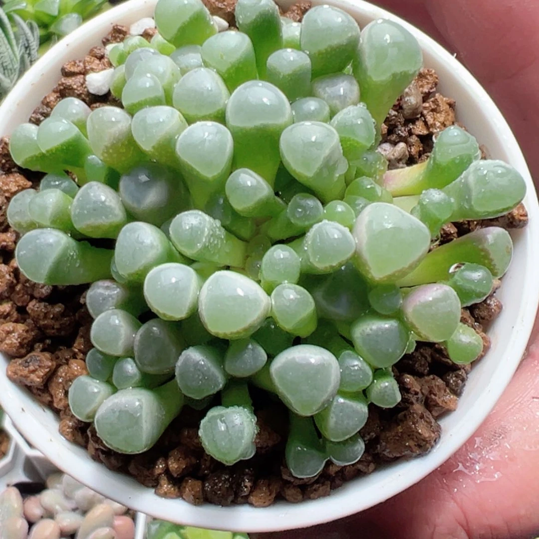 【闪购商品】大五十灵玉