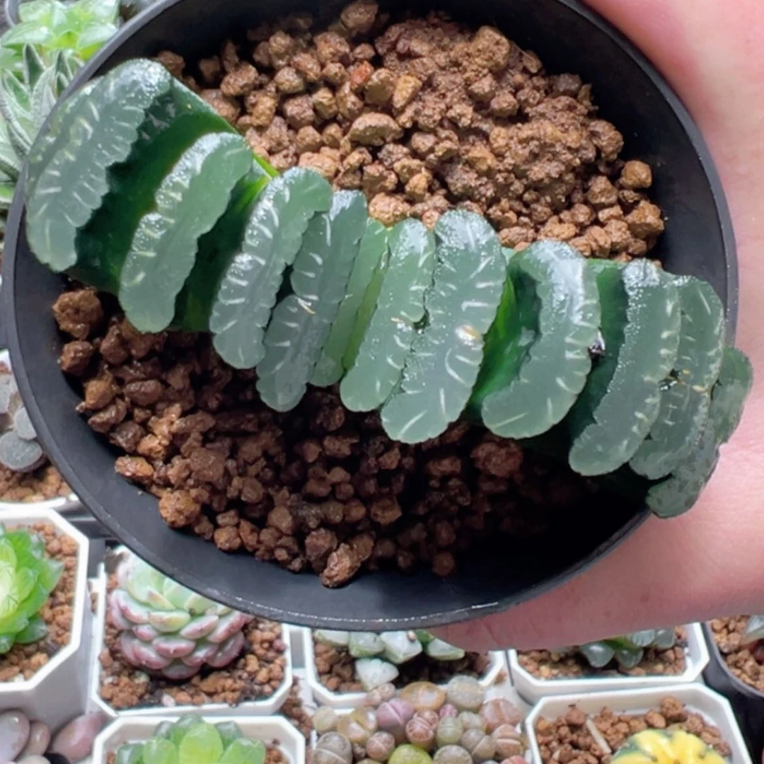 【闪购商品】万象盆墨