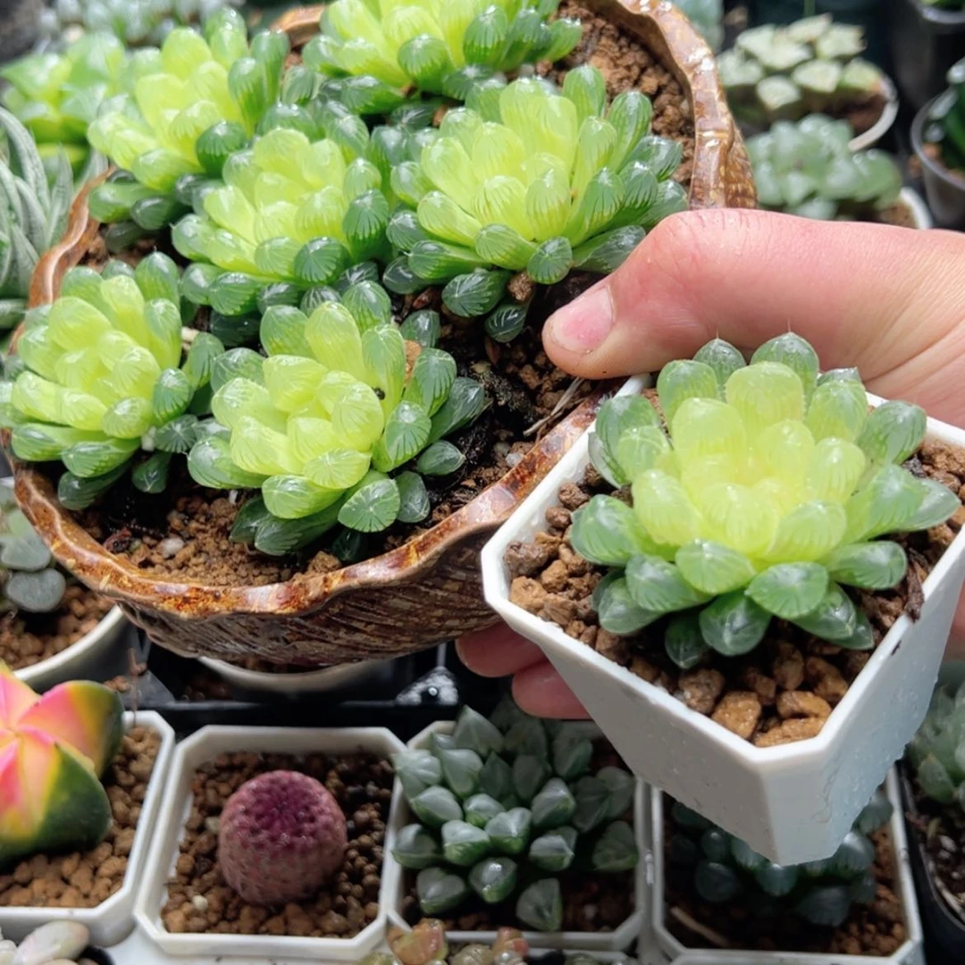 【闪购商品】琥珀玉露