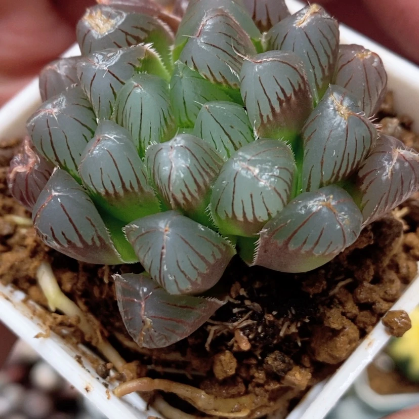 【闪购商品】蓝镜玉露