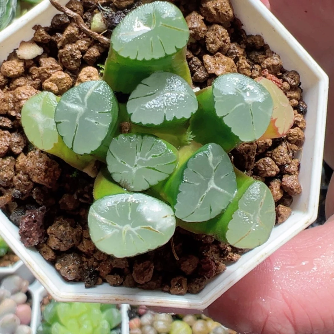 【闪购商品】紫万象多肉