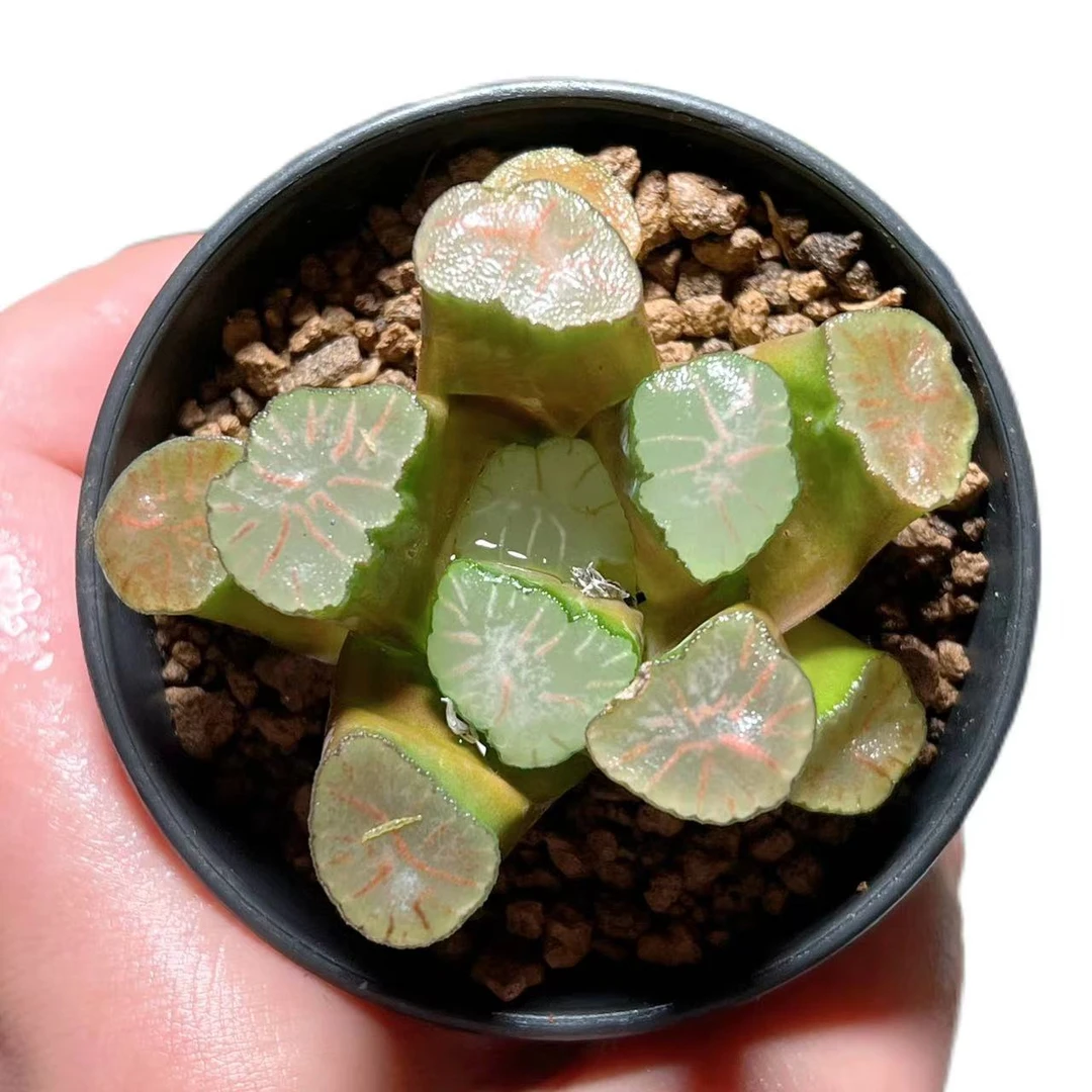 【红纹大境】十二卷新手好养多肉植物根系带土原盆栽培种植拍下发