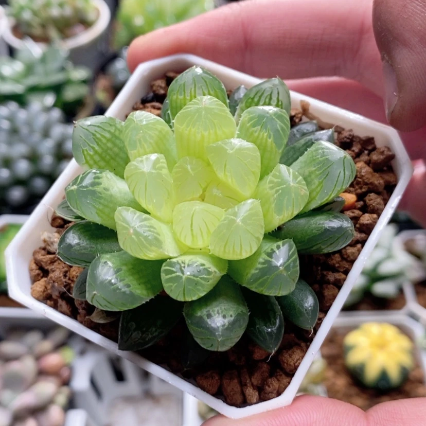 【闪购商品】琥珀玉露