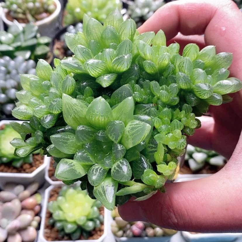 【闪购商品】雪花玉露