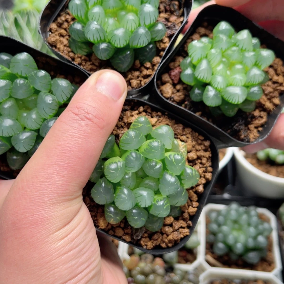 【闪购商品】四盆糯肌