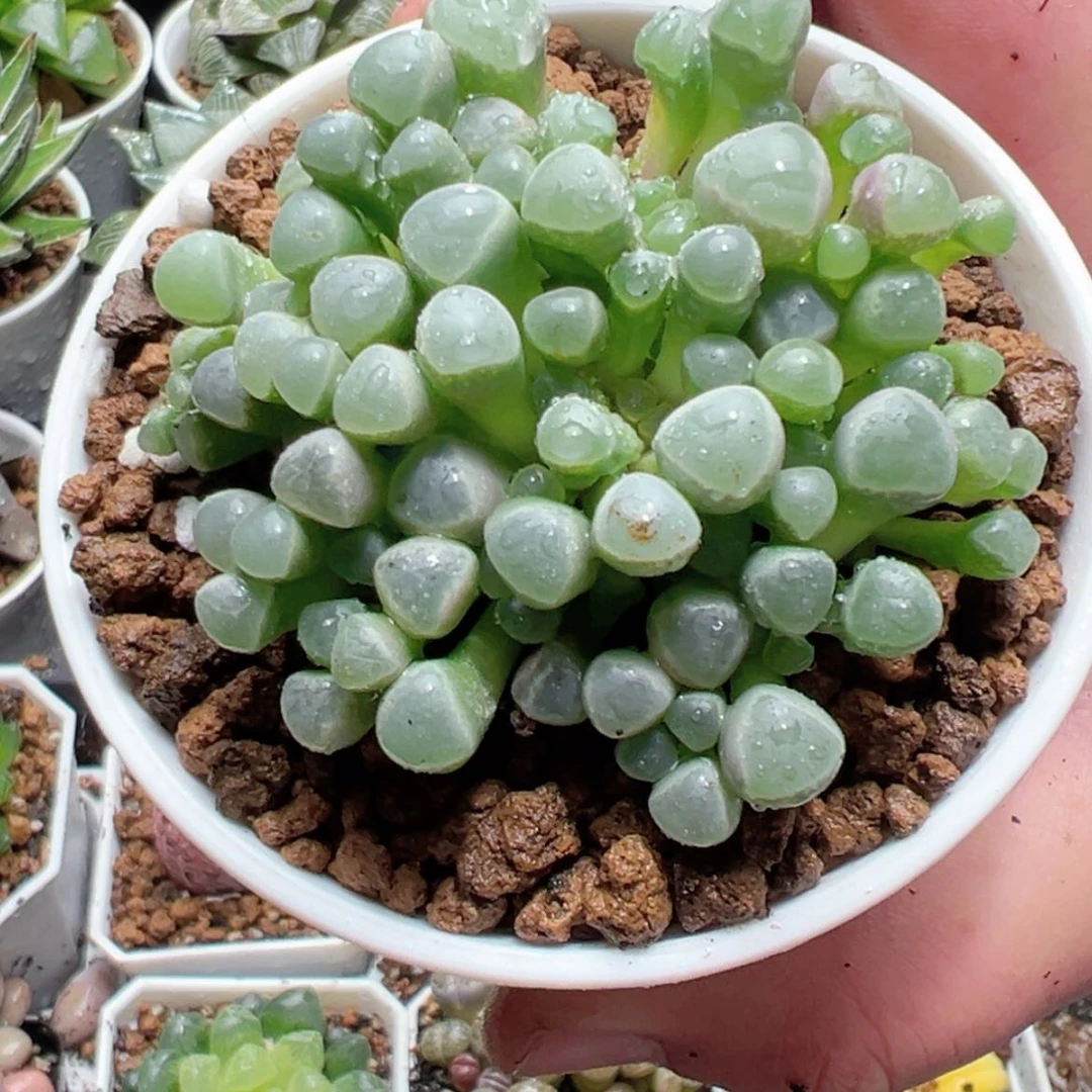 【闪购商品】大五十灵玉