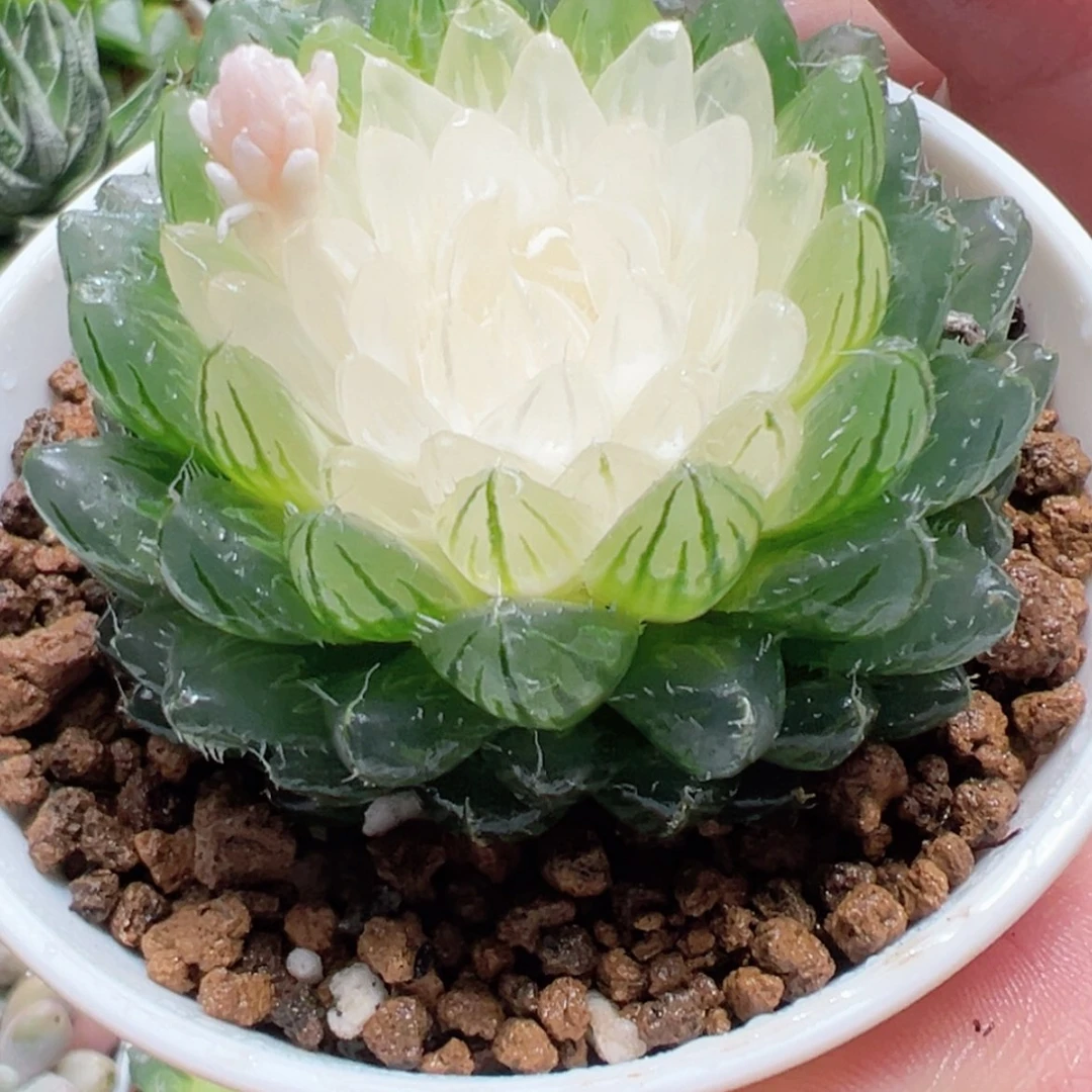 【闪购商品】白莲花