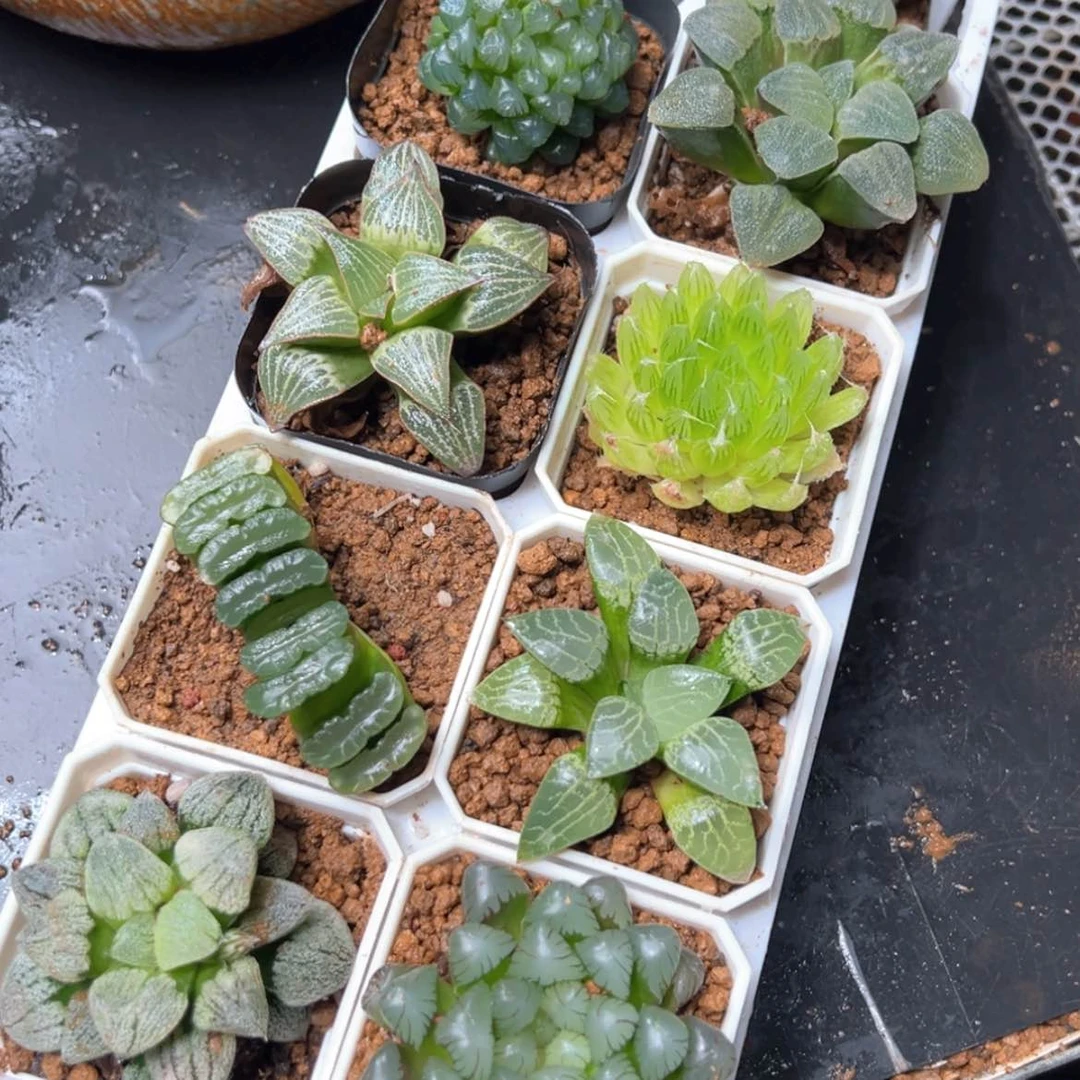 【闪购商品】托架10套餐多肉