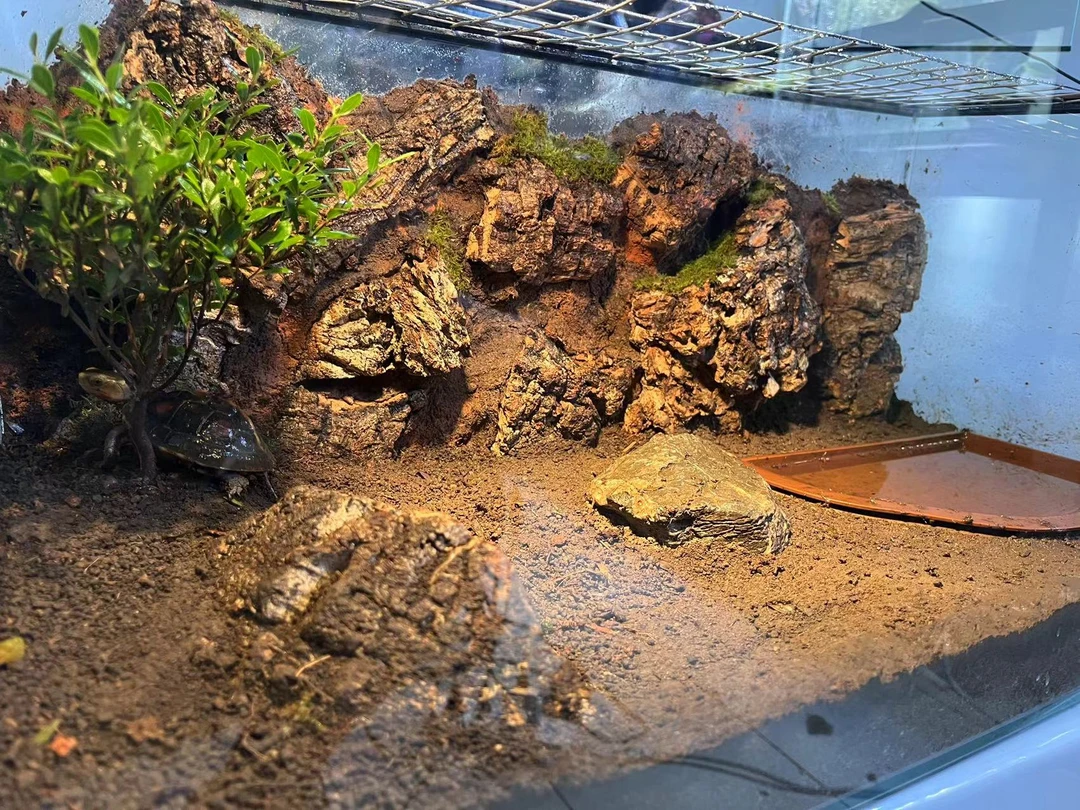 黄缘龟半水龟新手DIY造景材料包
