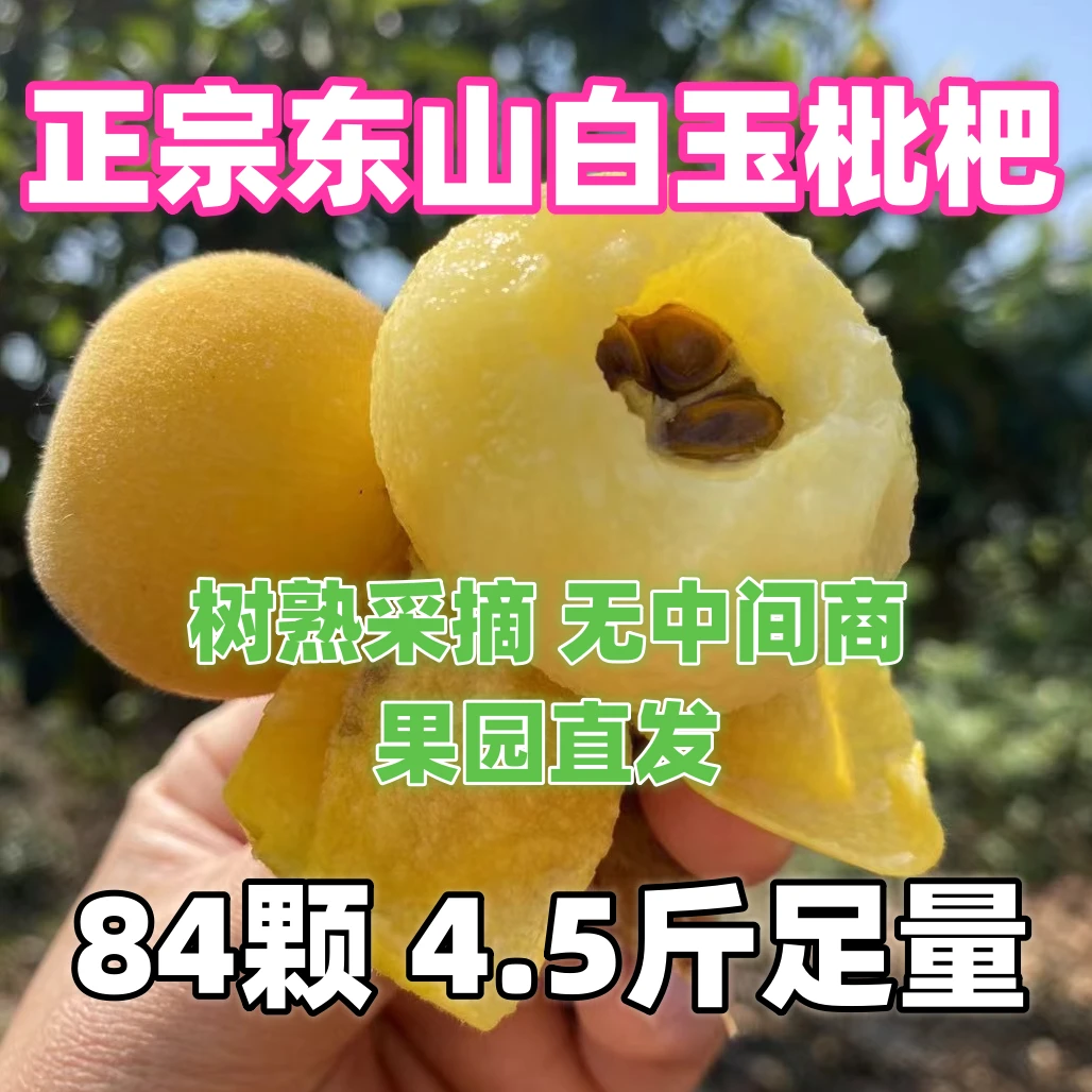 【84颗大果 4.5斤 单果27克】东山白玉枇杷 树熟采摘 无中间商