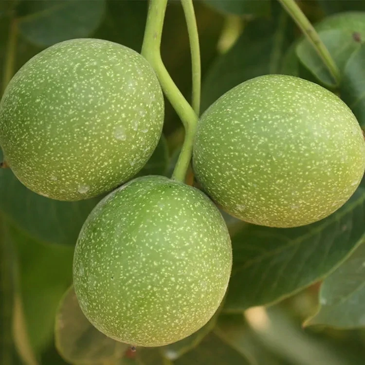 陕西秦岭老树核桃新鲜湿核桃带青皮鲜核桃孕妇生核桃2斤5斤8斤