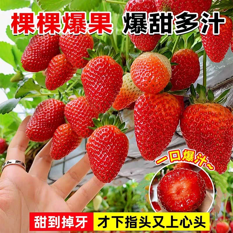 四季草莓苗奶油草莓红颜草莓食用盆栽露天南北方种植草莓苗盆栽