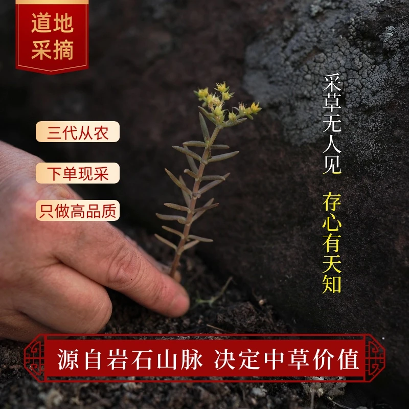 正宗掉米唐草野生采摘中草绿色植物深山岩石红色土壤懒人种植