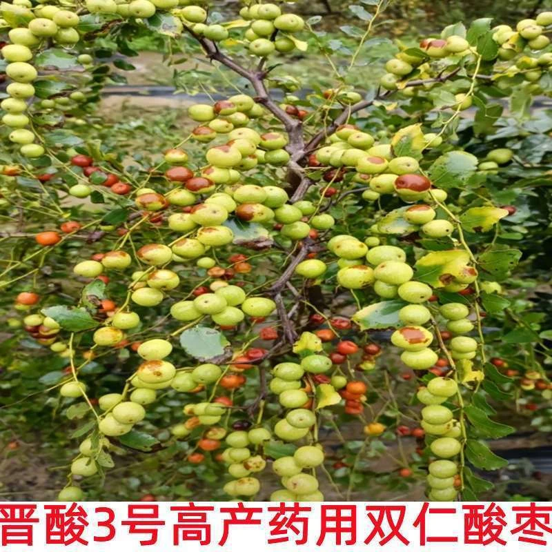 晋酸3号酸枣苗高产药用酸枣苗山枣苗当年结果树苗