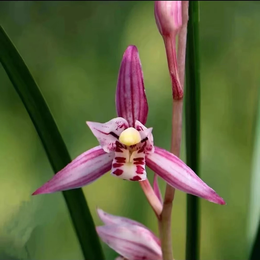 【红娘子】 浓香型 阳台绿植盆栽花卉四季兰