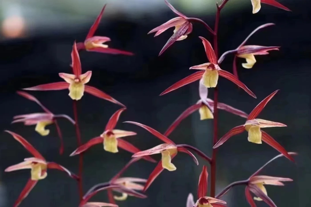 大叶寒兰 红玉素