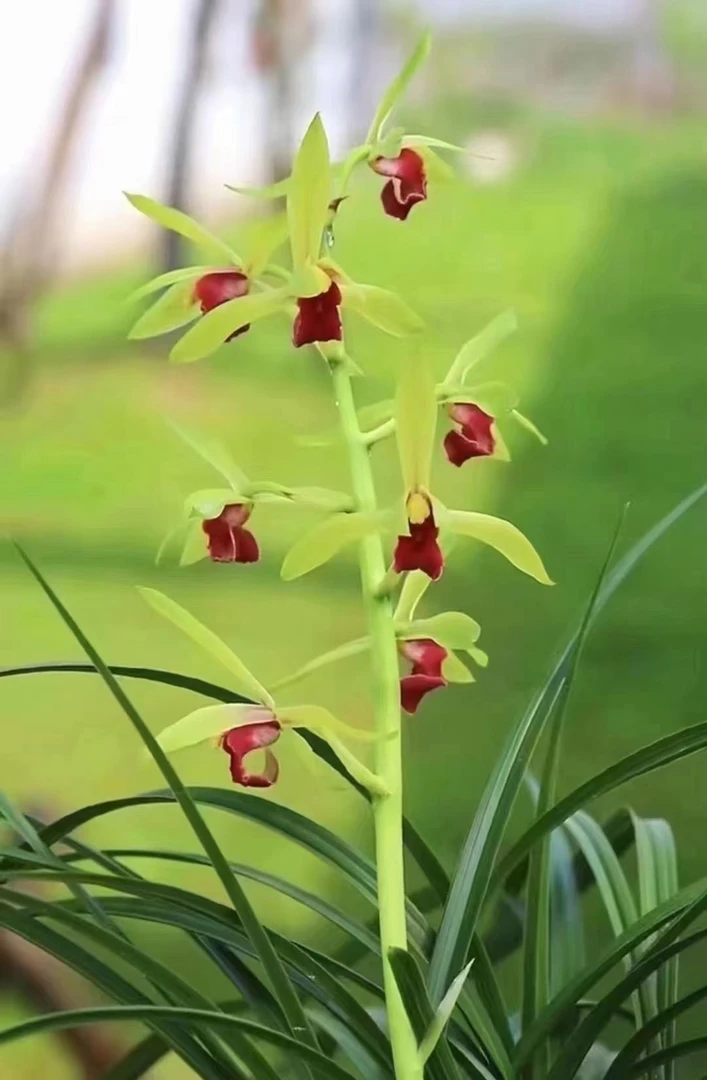 蕙兰佳能红素红花红舌兰花