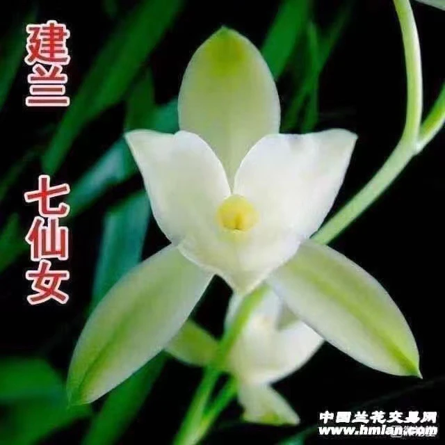 建兰七仙女 图片七苗